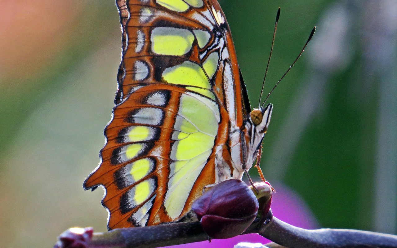 Обои макро, насекомое, бабочка, malachite butterfly, macro, insect, butterfly разрешение 2048x2048 Загрузить