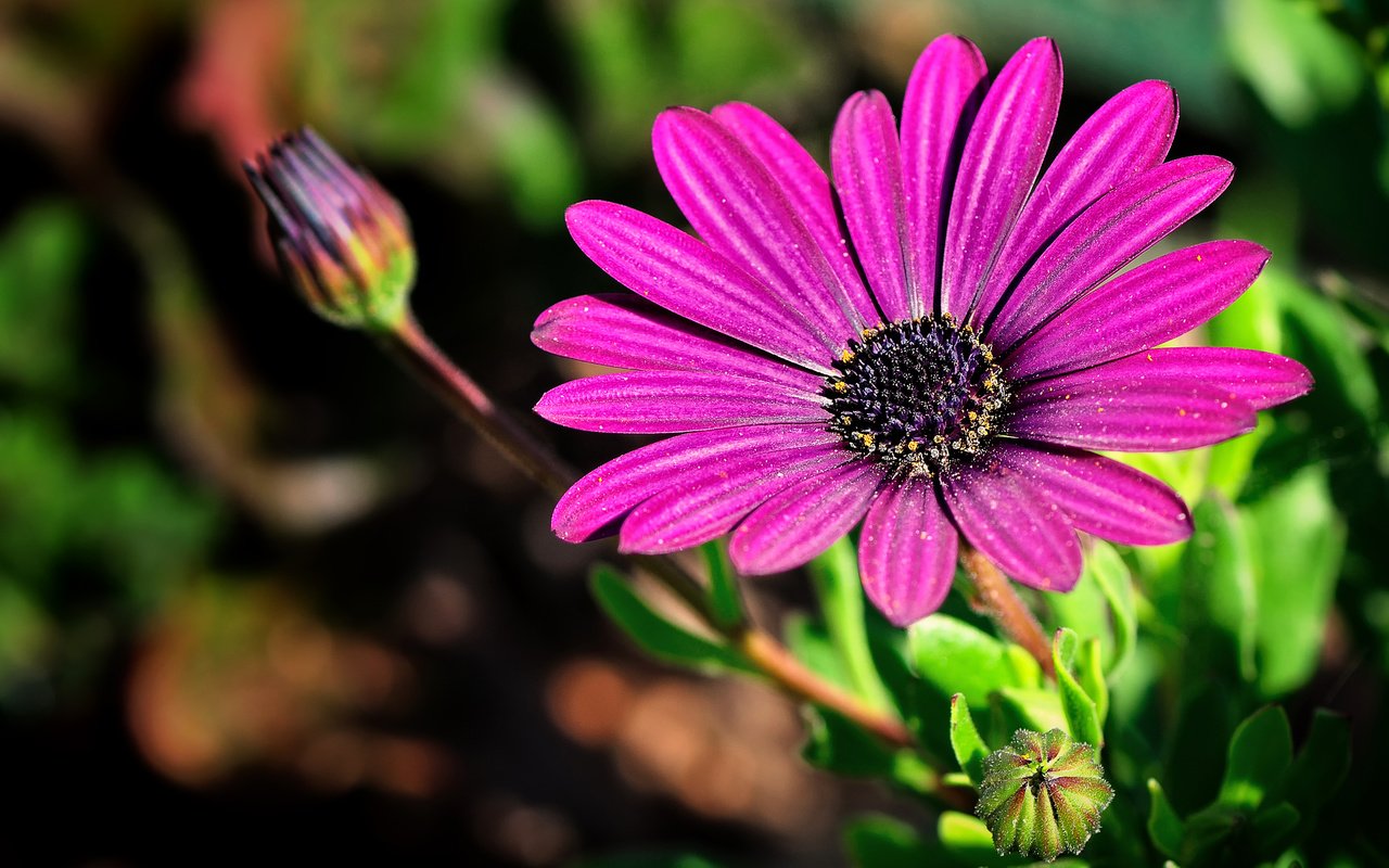 Обои природа, цветок, лепестки, бутон, стебель, гербера, nature, flower, petals, bud, stem, gerbera разрешение 2880x1920 Загрузить