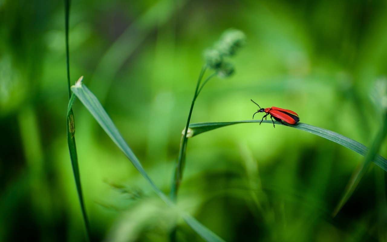 Обои трава, жук, макро, насекомое, grass, beetle, macro, insect разрешение 2880x1923 Загрузить