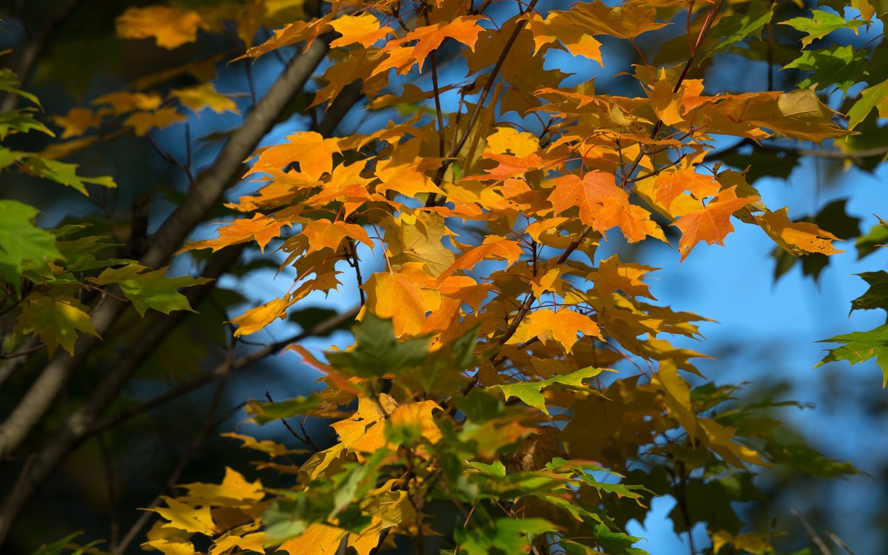 Обои небо, дерево, листья, осень, the sky, tree, leaves, autumn разрешение 2048x1365 Загрузить
