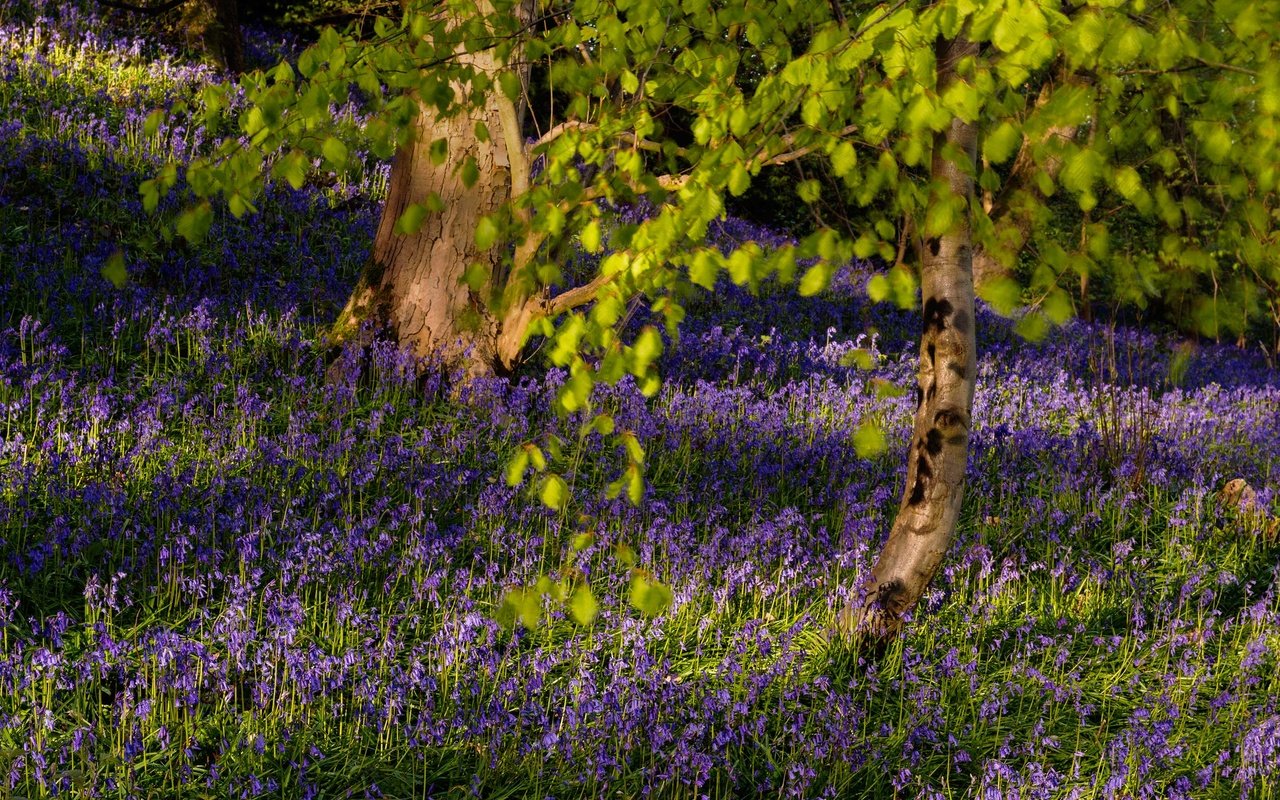 Обои цветы, деревья, ветки, колокольчики, flowers, trees, branches, bells разрешение 2659x1994 Загрузить