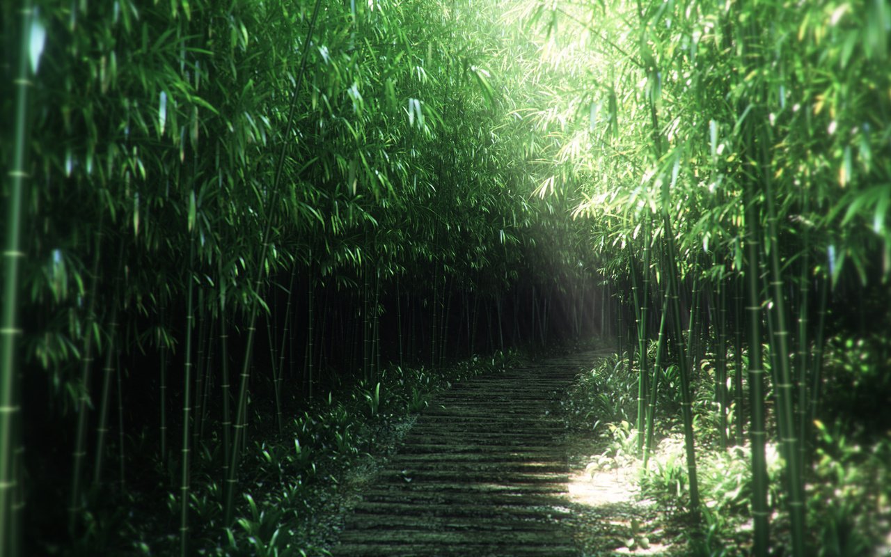 Обои природа, бамбук, заросли, 3д, nature, bamboo, thickets, 3d разрешение 1920x1080 Загрузить