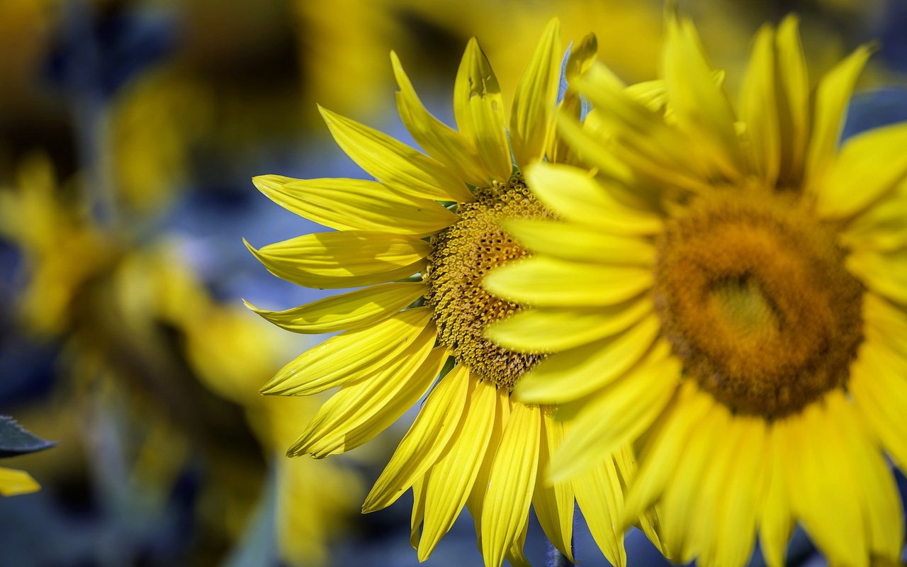 Обои солнце, природа, подсолнухи, the sun, nature, sunflowers разрешение 2046x1220 Загрузить