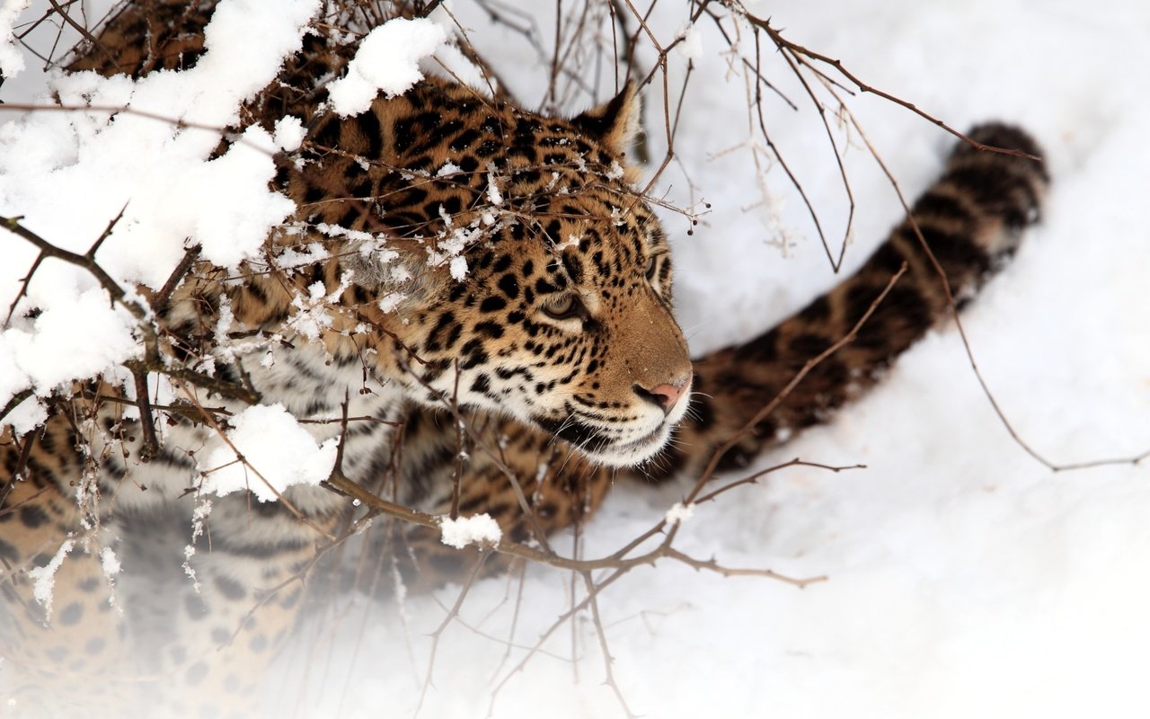 Обои снег, зима, кошка, ягуар, snow, winter, cat, jaguar разрешение 2560x1600 Загрузить