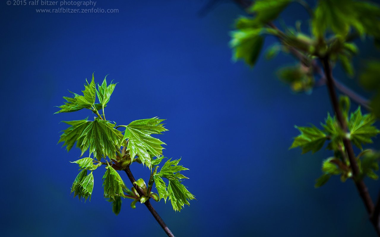 Обои ветка, природа, листья, макро, лето, зеленые, ralf bitzer, branch, nature, leaves, macro, summer, green разрешение 2048x1365 Загрузить