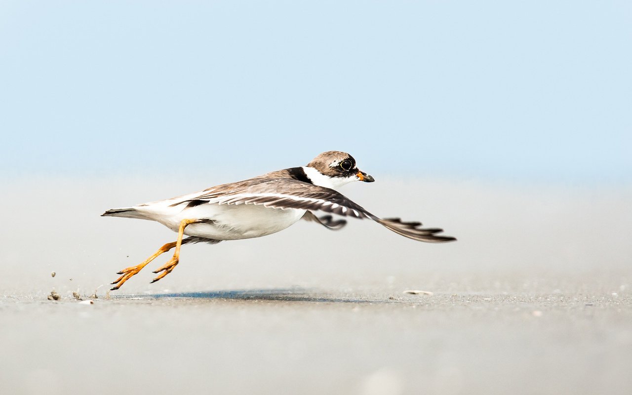 Обои небо, полет, песок, пляж, крылья, чайка, птица, the sky, flight, sand, beach, wings, seagull, bird разрешение 2048x1365 Загрузить