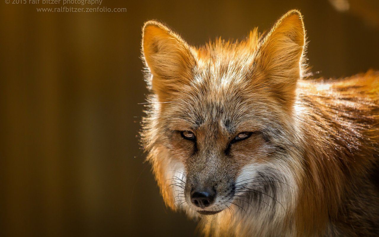 Обои взгляд, лиса, лисица, ralf bitzer, look, fox разрешение 2048x1365 Загрузить