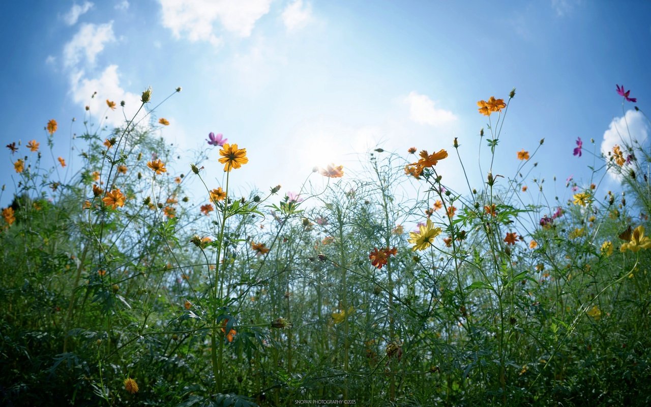 Обои небо, цветы, облака, солнце, бутоны, листья, стебли, the sky, flowers, clouds, the sun, buds, leaves, stems разрешение 2048x1280 Загрузить