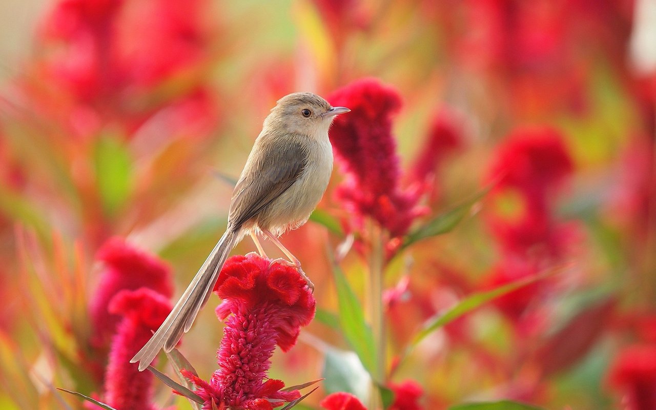 Обои цветок, лето, луг, птица, камышевка, птаха, целозия, flower, summer, meadow, bird, warbler разрешение 1920x1282 Загрузить