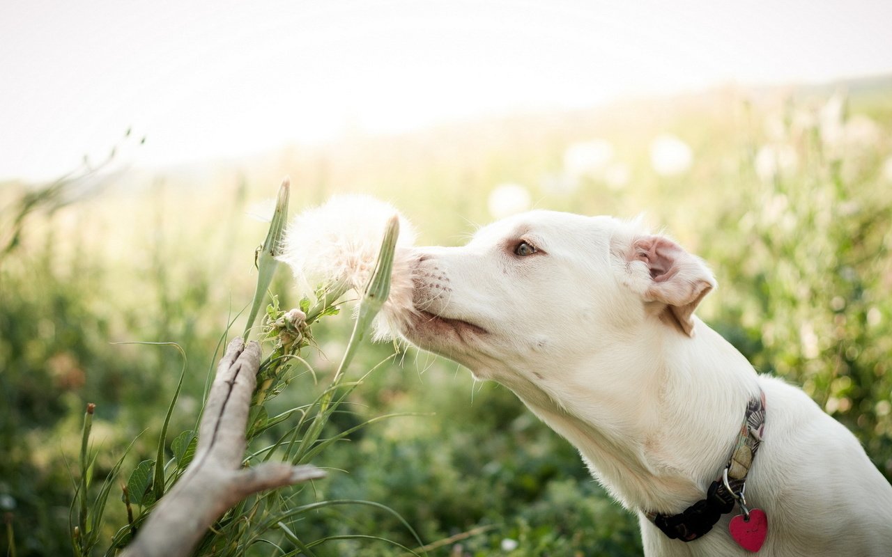 Обои цветок, поле, лето, собака, flower, field, summer, dog разрешение 1920x1200 Загрузить