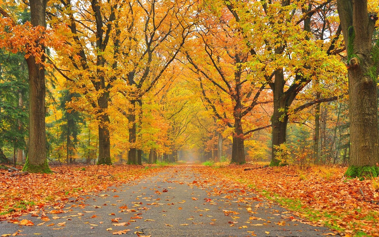 Обои дорога, деревья, пейзаж, парк, осень, осенние листья, road, trees, landscape, park, autumn, autumn leaves разрешение 2800x1824 Загрузить