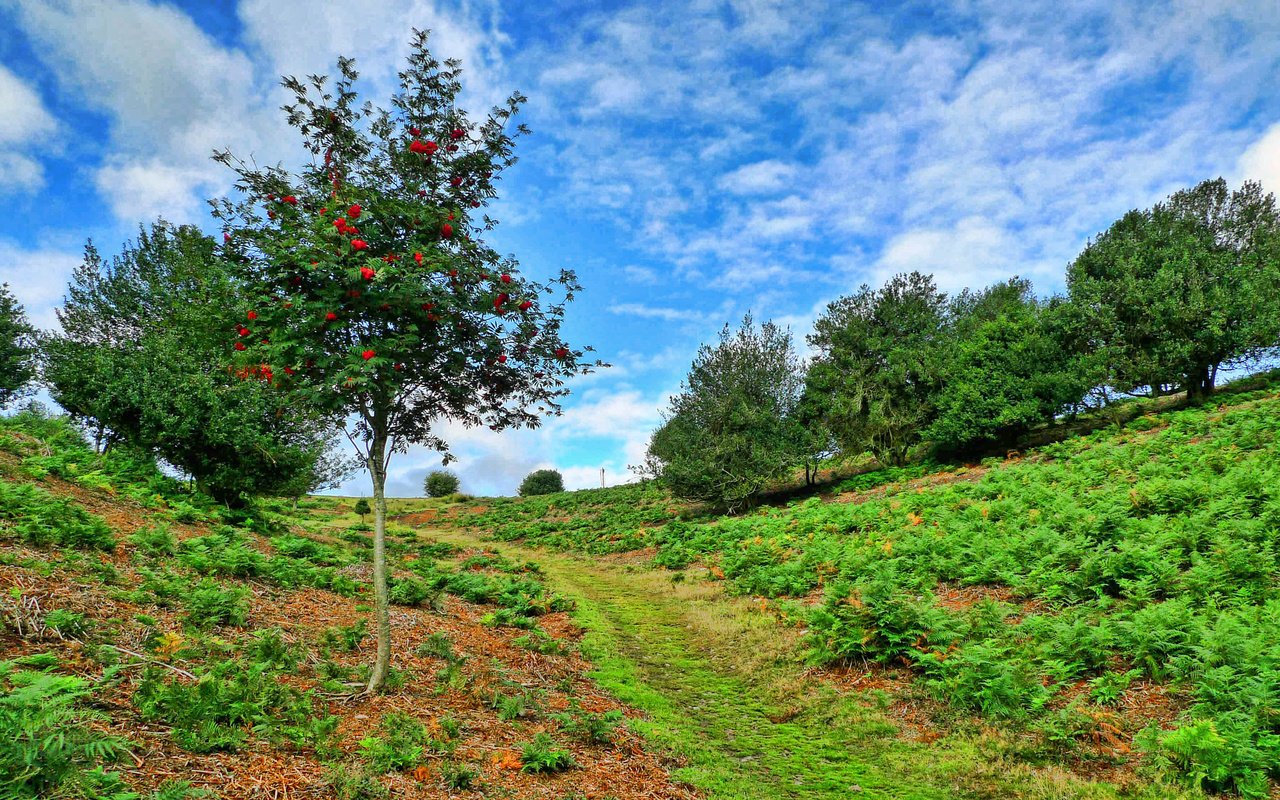 Обои небо, деревья, пейзаж, склон, тропинка, рябина, the sky, trees, landscape, slope, path, rowan разрешение 2880x1620 Загрузить