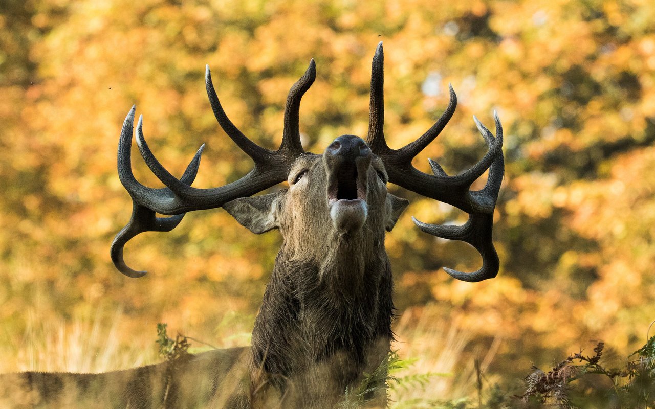 Обои природа, олень, осень, рога, сигнал, nature, deer, autumn, horns, signal разрешение 2048x1366 Загрузить