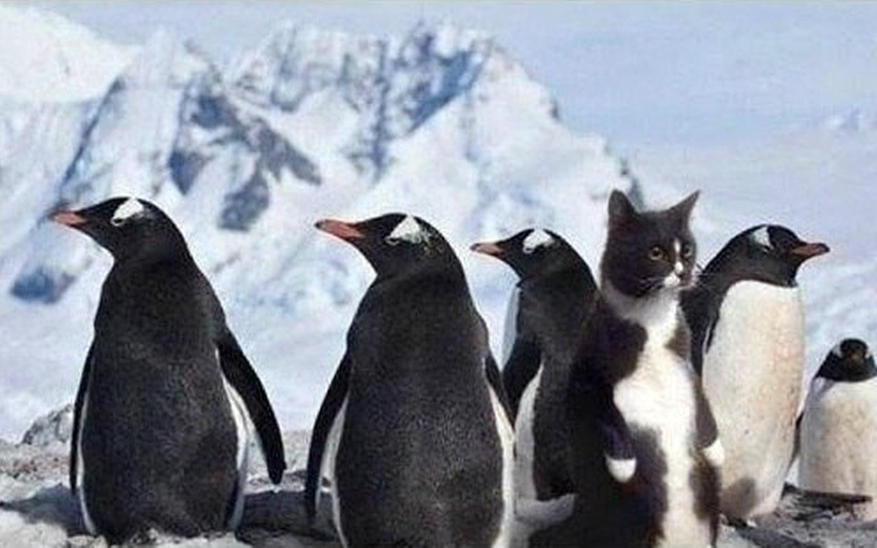 Обои кот, рыба, пингвины, где, cat, fish, penguins, where разрешение 1920x1080 Загрузить