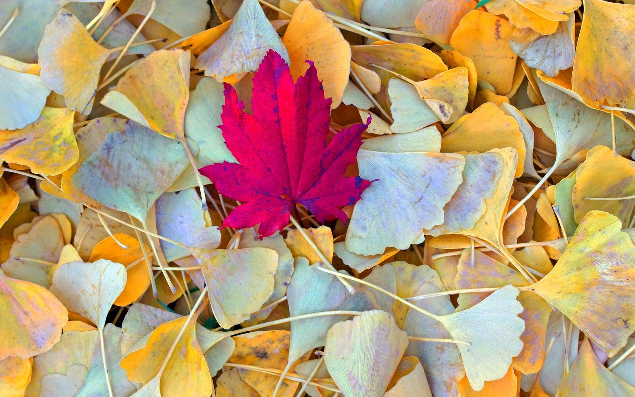 Обои природа, листья, осень, nature, leaves, autumn разрешение 2048x1368 Загрузить