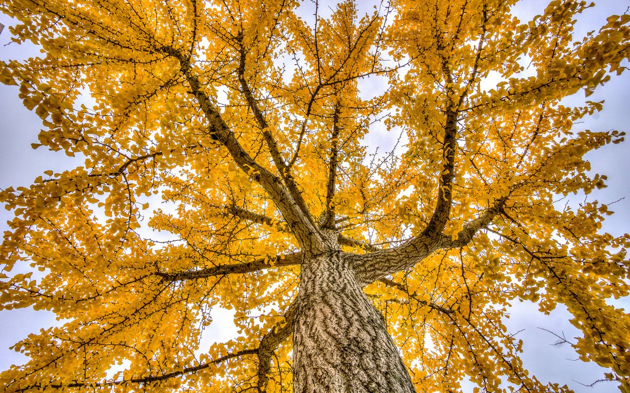 Обои деревья, природа, осень, trees, nature, autumn разрешение 2048x1361 Загрузить