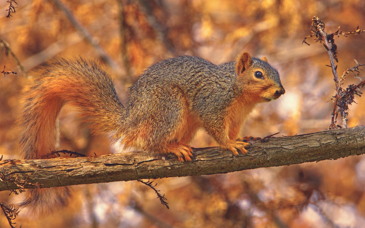 Обои природа, дерево, осень, животное, белка, nature, tree, autumn, animal, protein разрешение 2048x1365 Загрузить