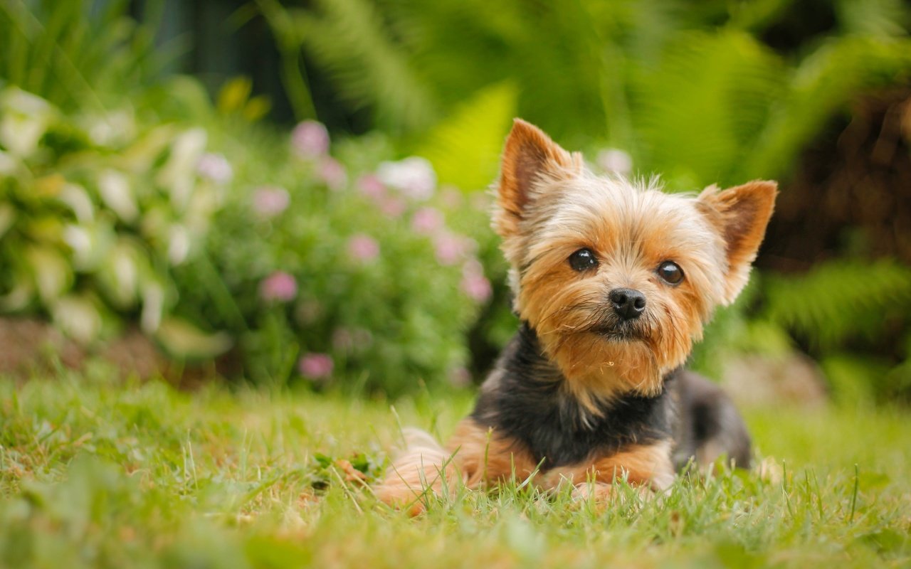 Обои взгляд, собака, йорк, йоркширский терьер, look, dog, york, yorkshire terrier разрешение 4272x2648 Загрузить