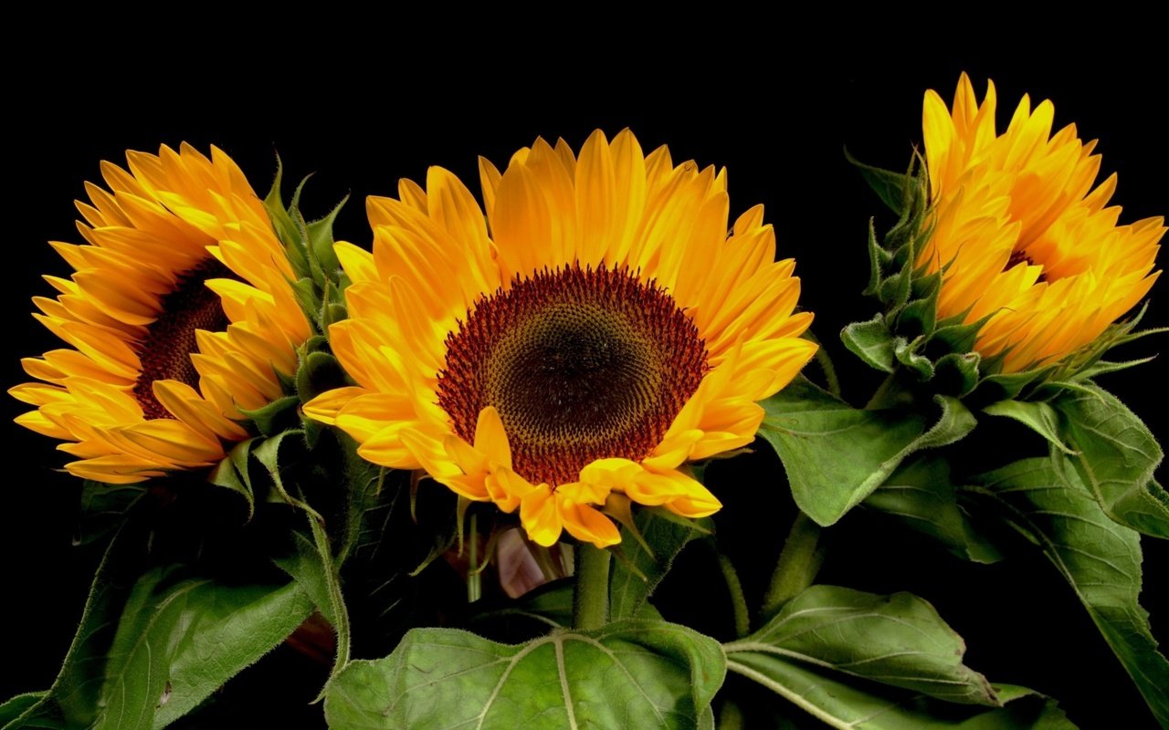 Обои цветы, черный фон, букет, подсолнухи, flowers, black background, bouquet, sunflowers разрешение 2560x1440 Загрузить