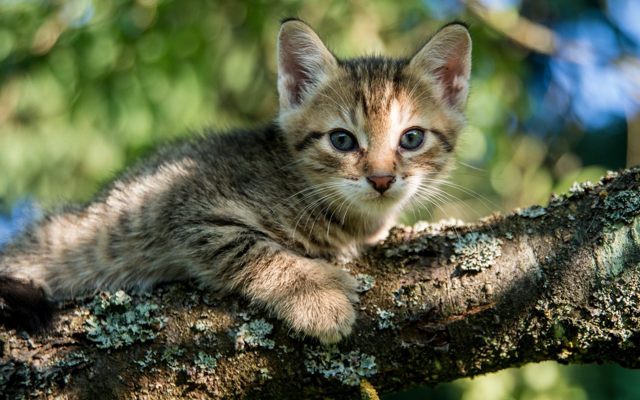 Обои глаза, дерево, кошка, взгляд, котенок, eyes, tree, cat, look, kitty разрешение 2048x1280 Загрузить