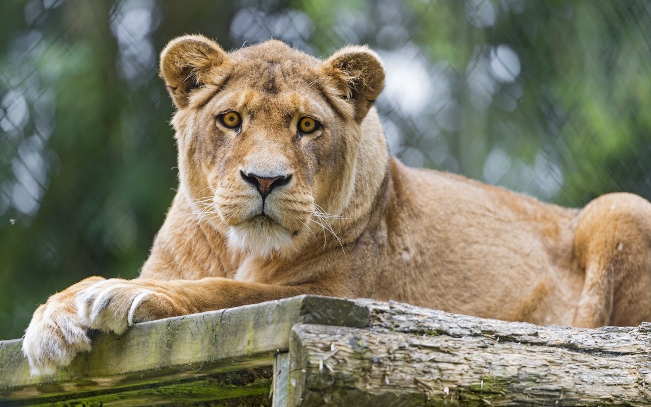 Обои кошка, взгляд, львица, ©tambako the jaguar, cat, look, lioness разрешение 2880x1917 Загрузить