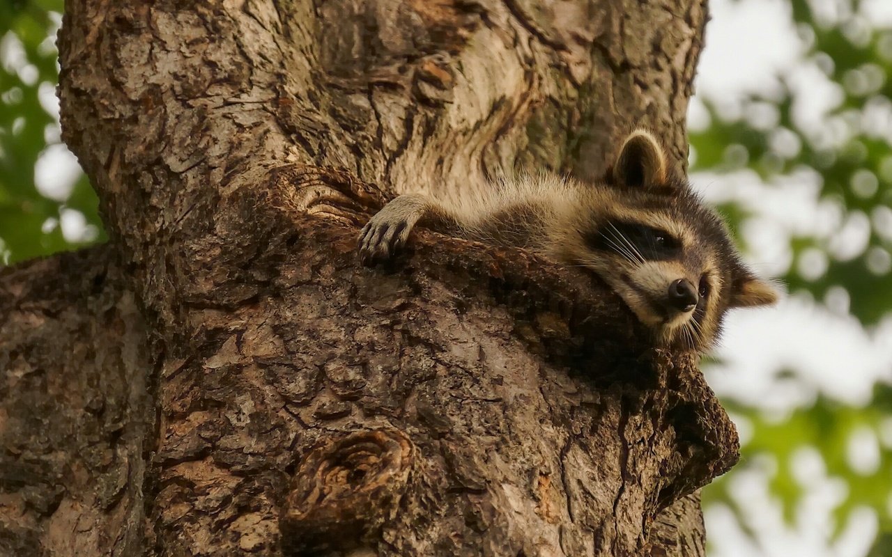 Обои природа, дерево, животное, енот, nature, tree, animal, raccoon разрешение 2048x1280 Загрузить