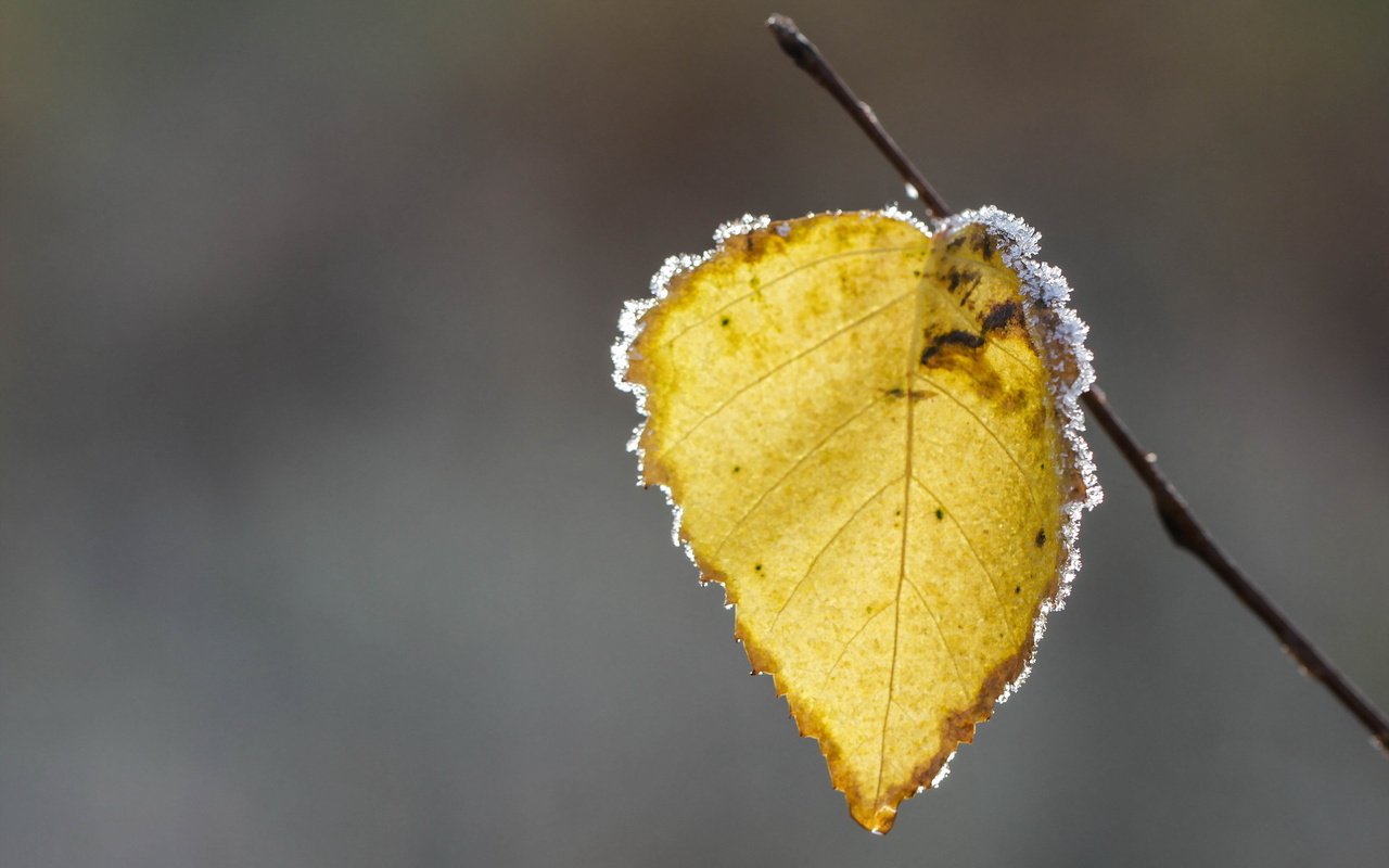 Обои природа, иней, осень, лист, осенние листья, nature, frost, autumn, sheet, autumn leaves разрешение 2560x1726 Загрузить