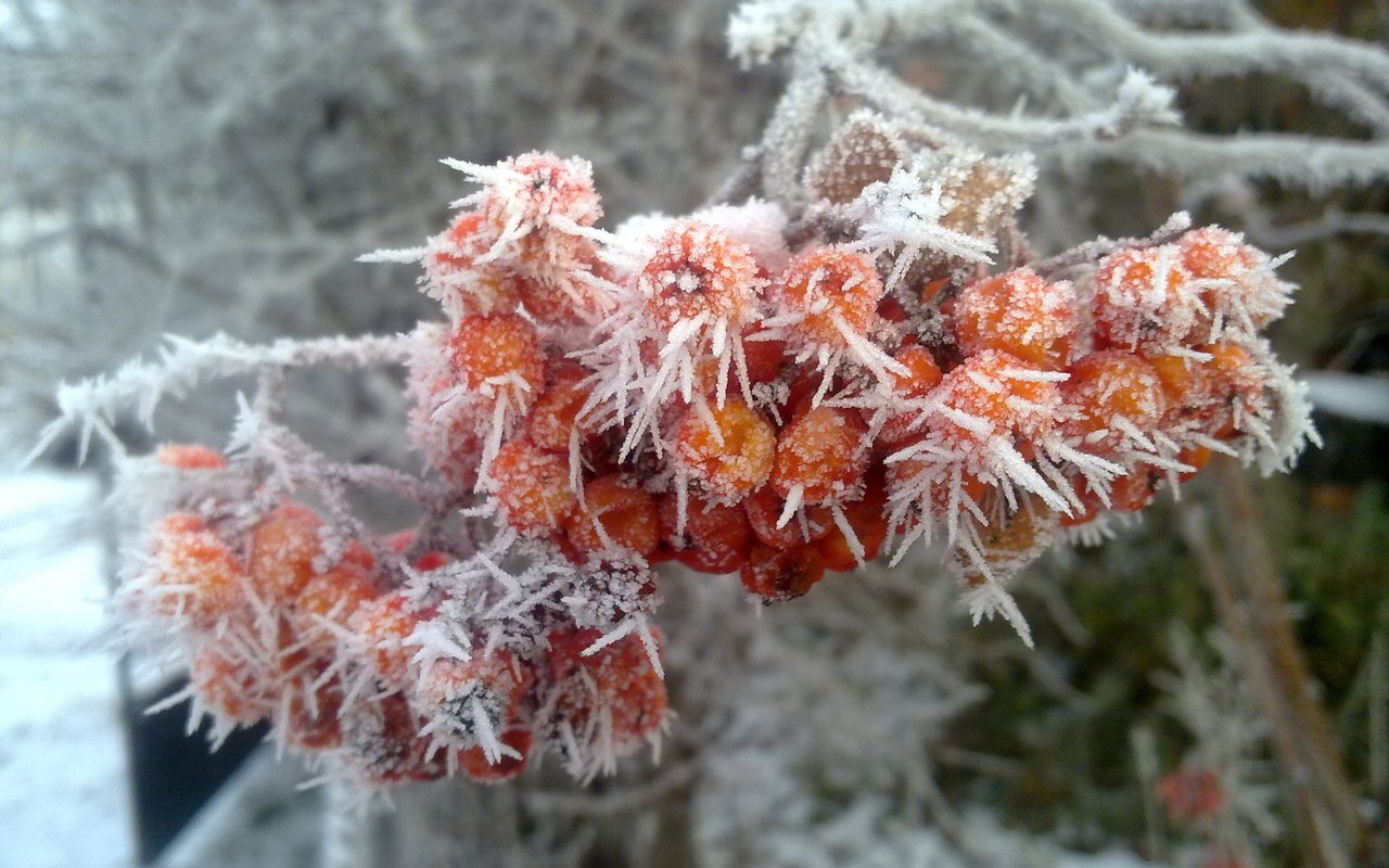 Обои зима, иней, рябина, winter, frost, rowan разрешение 2560x1600 Загрузить