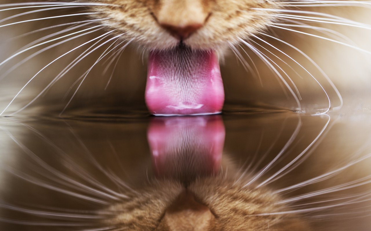 Обои вода, отражение, кот, кошка, рыжий, язык, пьет, water, reflection, cat, red, language, drinking разрешение 1920x1200 Загрузить