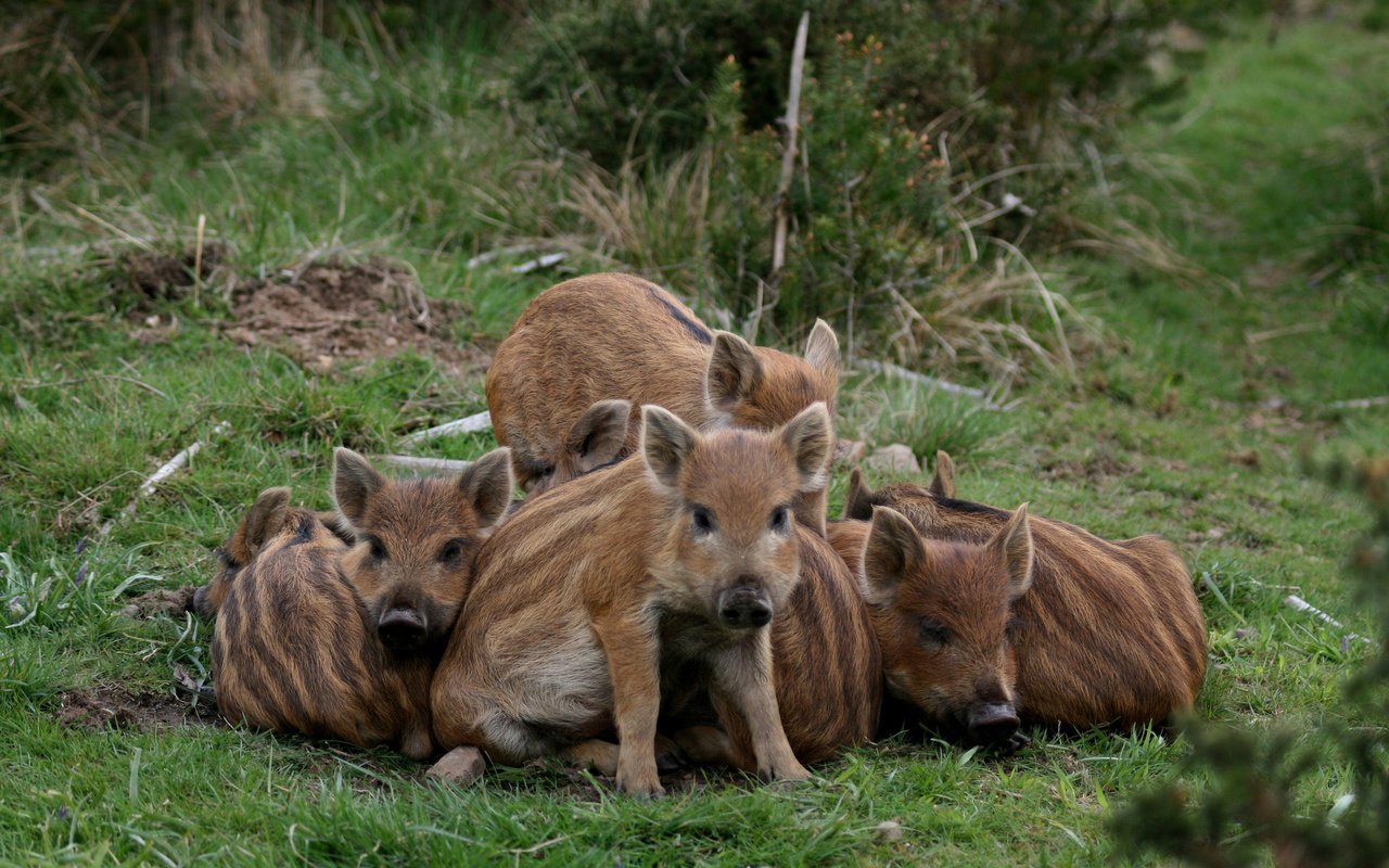 Обои дикая природа, кабаны, поросята, wildlife, boars, pigs разрешение 1920x1200 Загрузить