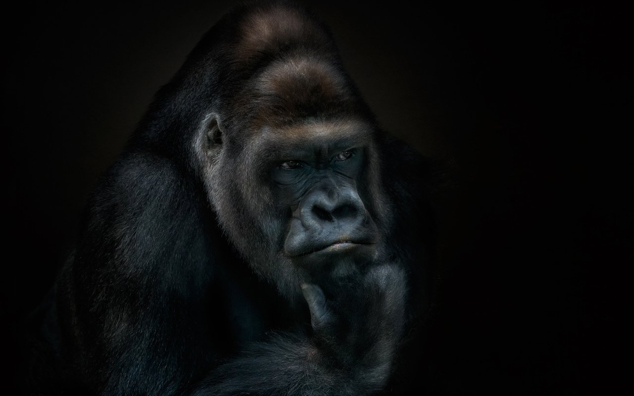 Обои морда, шкура, обезьяна, мех, горилла, face, skin, monkey, fur, gorilla разрешение 2000x1381 Загрузить