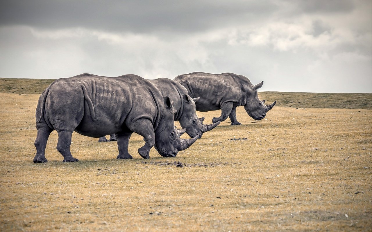 Обои природа, животные, носорог, носороги, nature, animals, rhino, rhinos разрешение 2048x1365 Загрузить