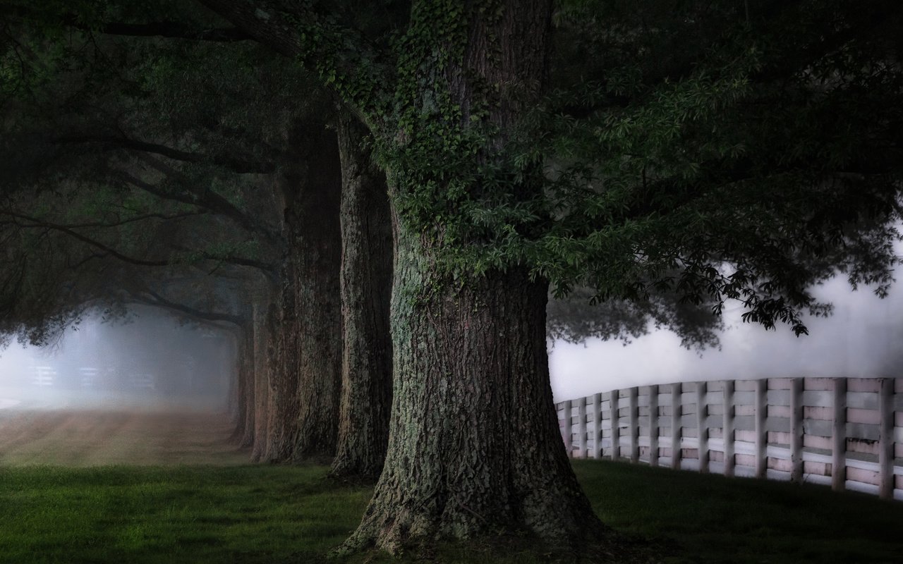 Обои деревья, природа, пейзаж, туман, стволы, забор, ограда, trees, nature, landscape, fog, trunks, the fence, fence разрешение 2048x1365 Загрузить