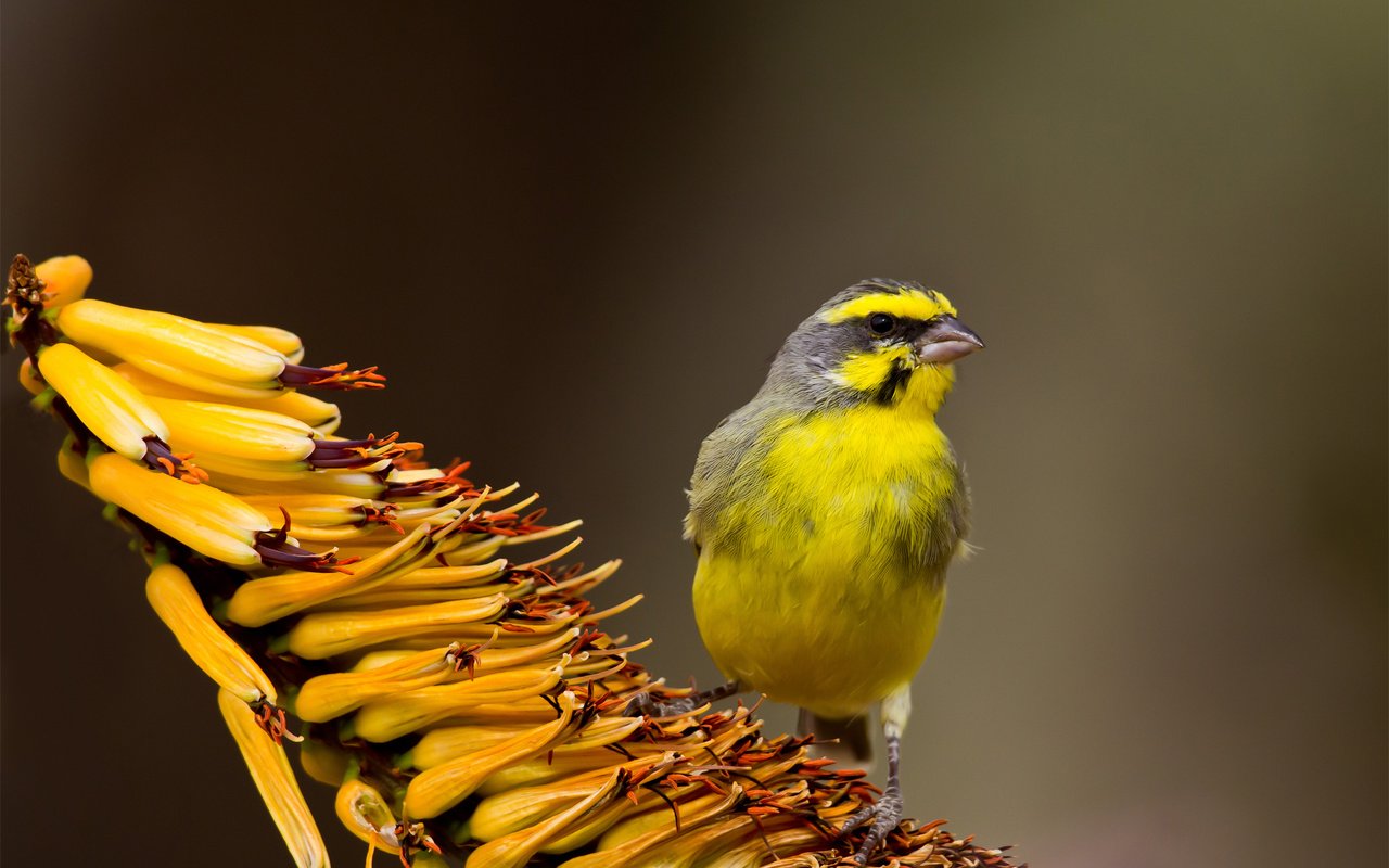 Обои фокус камеры, фон, цветок, птица, жёлтая, тропический, the focus of the camera, background, flower, bird, yellow, tropical разрешение 1920x1200 Загрузить