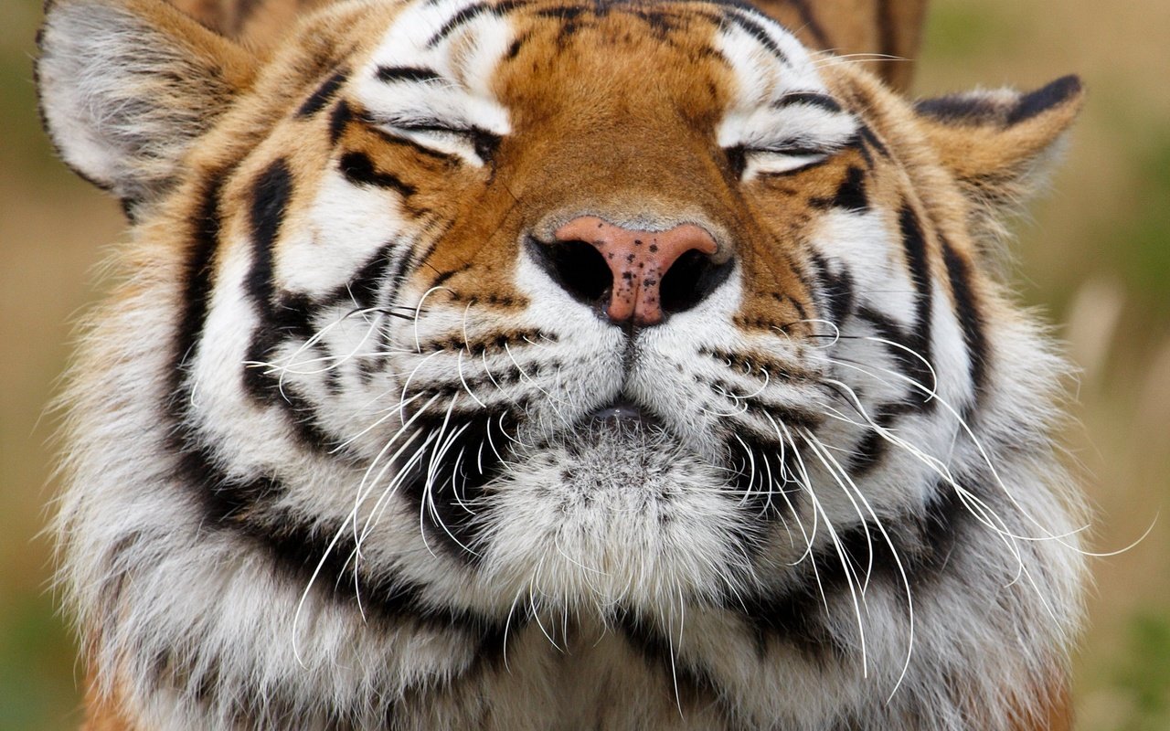 Обои тигр, морда, усы, хищник, животное, окрас, tiger, face, mustache, predator, animal, color разрешение 3879x3393 Загрузить