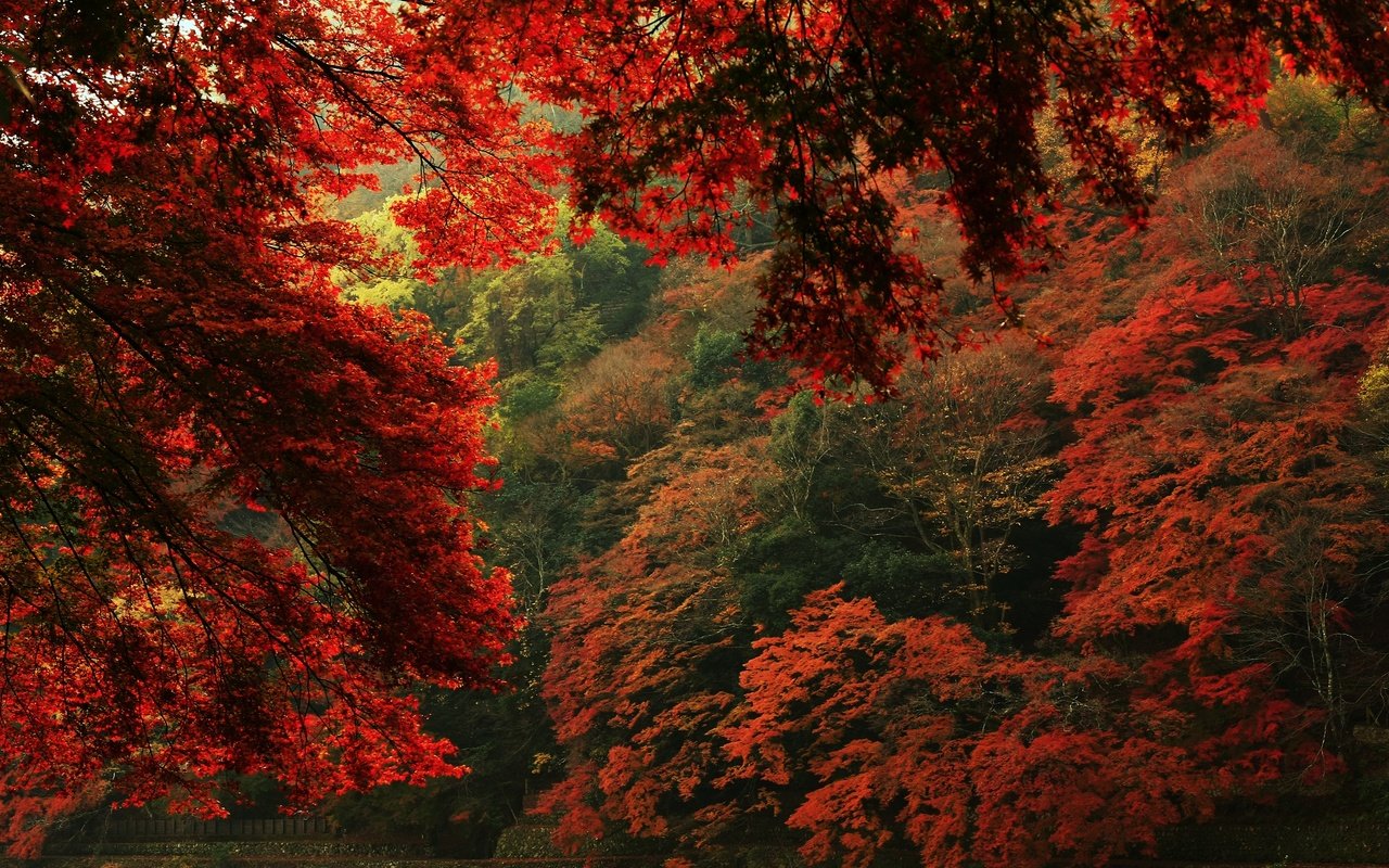 Обои деревья, природа, листья, вид, осень, trees, nature, leaves, view, autumn разрешение 2880x1629 Загрузить