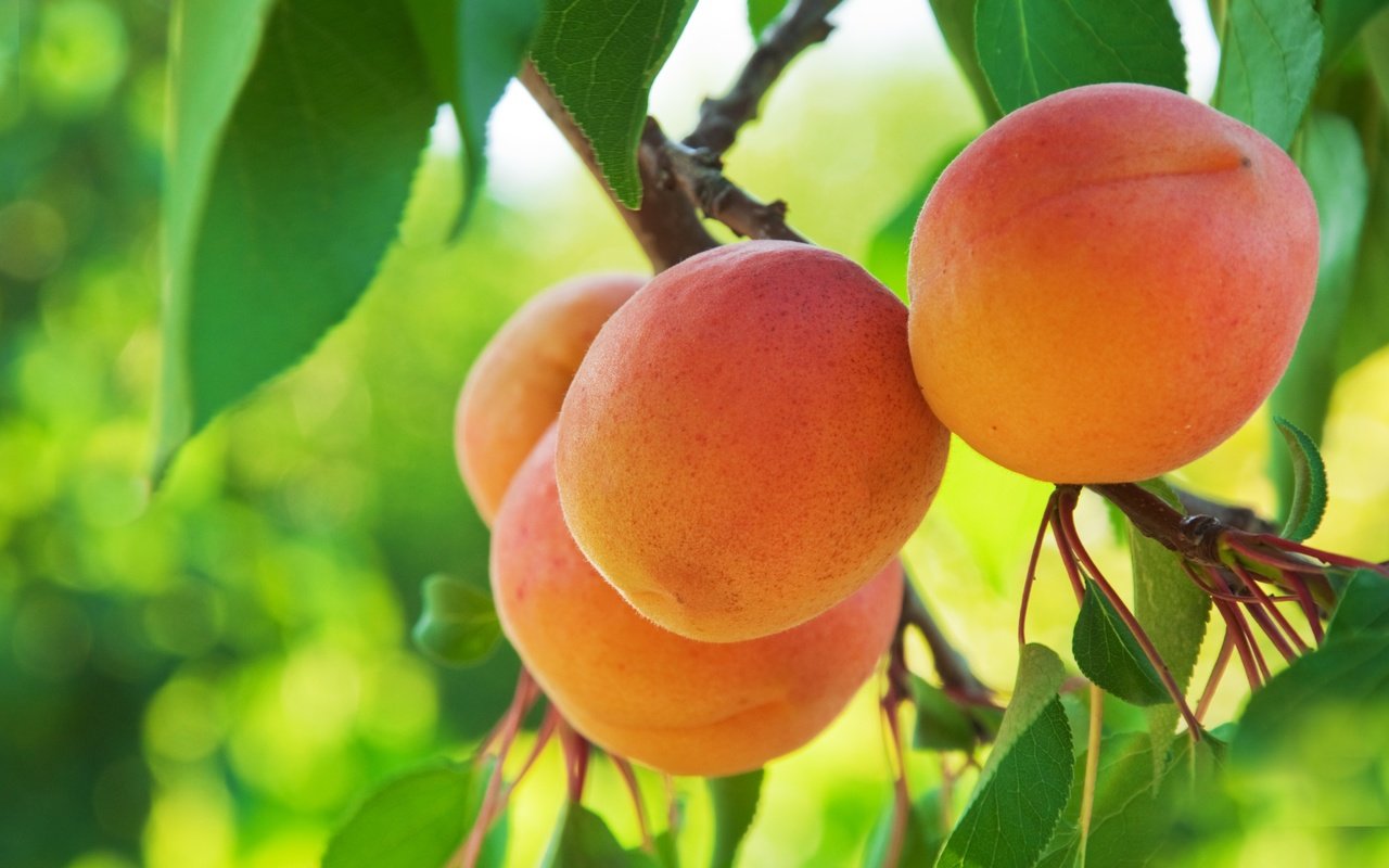 Обои фрукты, абрикос, абрикосы, fruit, apricot, apricots разрешение 6410x4257 Загрузить