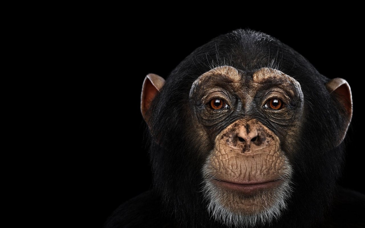 Обои фон, взгляд, обезьяна, шимпанзе, chimpanzee, background, look, monkey, chimpanzees разрешение 1920x1288 Загрузить