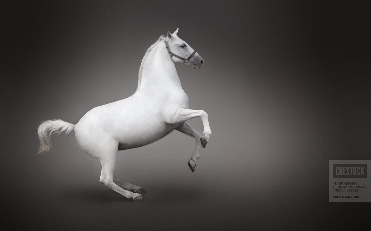 Обои лошадь, белый, конь, вид сбоку, horse, white, side view разрешение 1920x1200 Загрузить