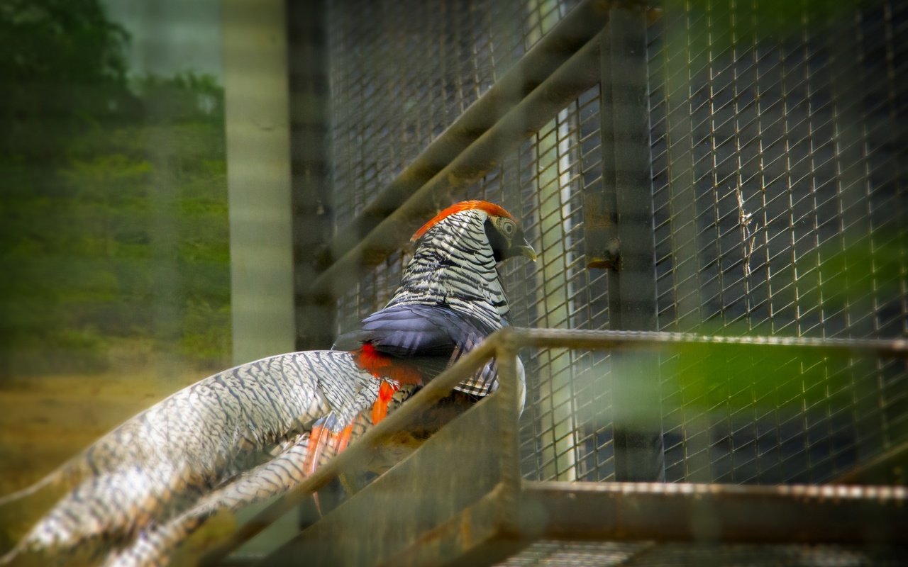 Обои птица, на природе, шри - ланка, thanu, птаха, bird, nature, sri lanka разрешение 2880x1920 Загрузить