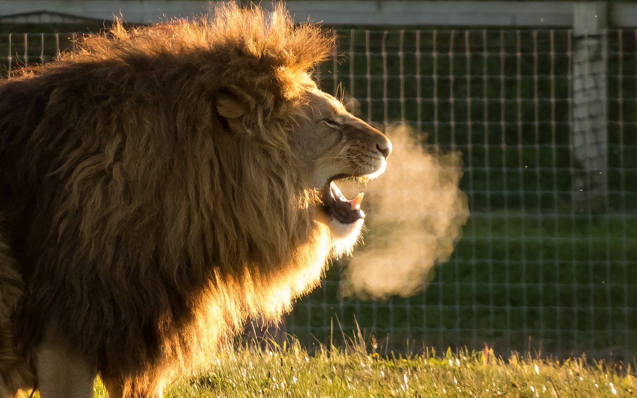 Обои хищник, лев, львёнок, животно е, cold air, yorkshire wildlife park, predator, leo, lion, animals разрешение 1920x1200 Загрузить