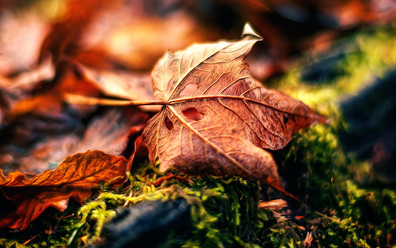 Обои природа, макро, осень, обработка, лист, fading away, nature, macro, autumn, treatment, sheet разрешение 3276x2184 Загрузить