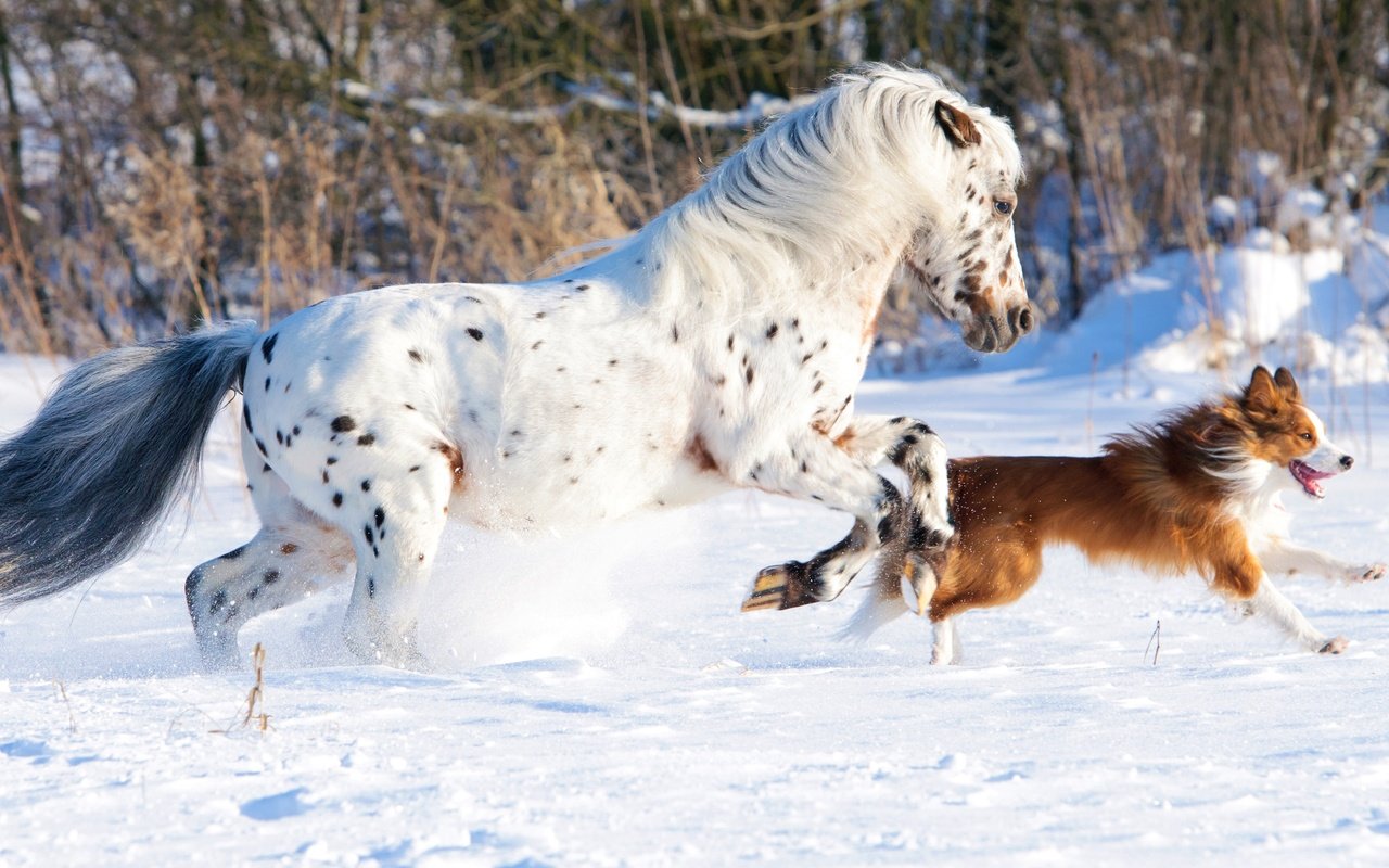 Обои лошадь, снег, природа, зима, собака, конь, бег, бордер-колли, cобака, horse, snow, nature, winter, dog, running, the border collie разрешение 4288x2063 Загрузить