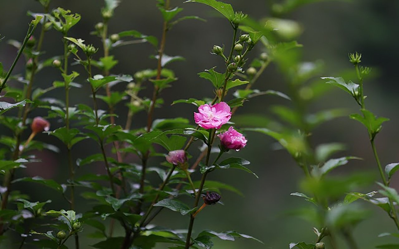 Обои цветы,  цветы, springs, flowers разрешение 2560x1440 Загрузить