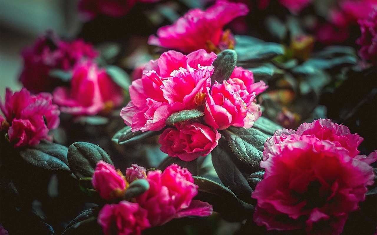 Обои цветы, природа, розовые, flowers, nature, pink разрешение 1920x1280 Загрузить