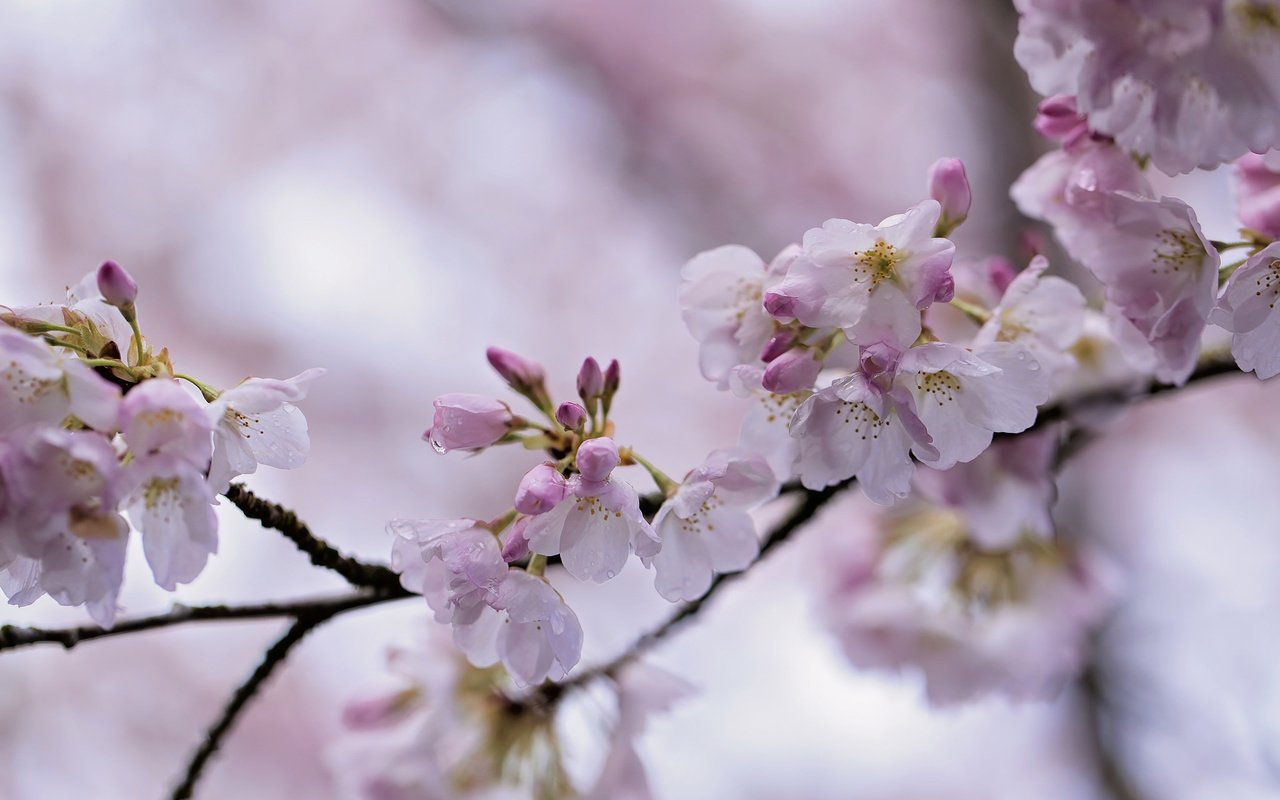 Обои ветка, природа, цветение, весна, сакура, боке, branch, nature, flowering, spring, sakura, bokeh разрешение 2048x1365 Загрузить