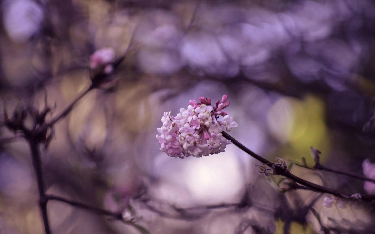 Обои цветение, макро, ветки, весна, цветки, боке, flowering, macro, branches, spring, flowers, bokeh разрешение 2048x1356 Загрузить