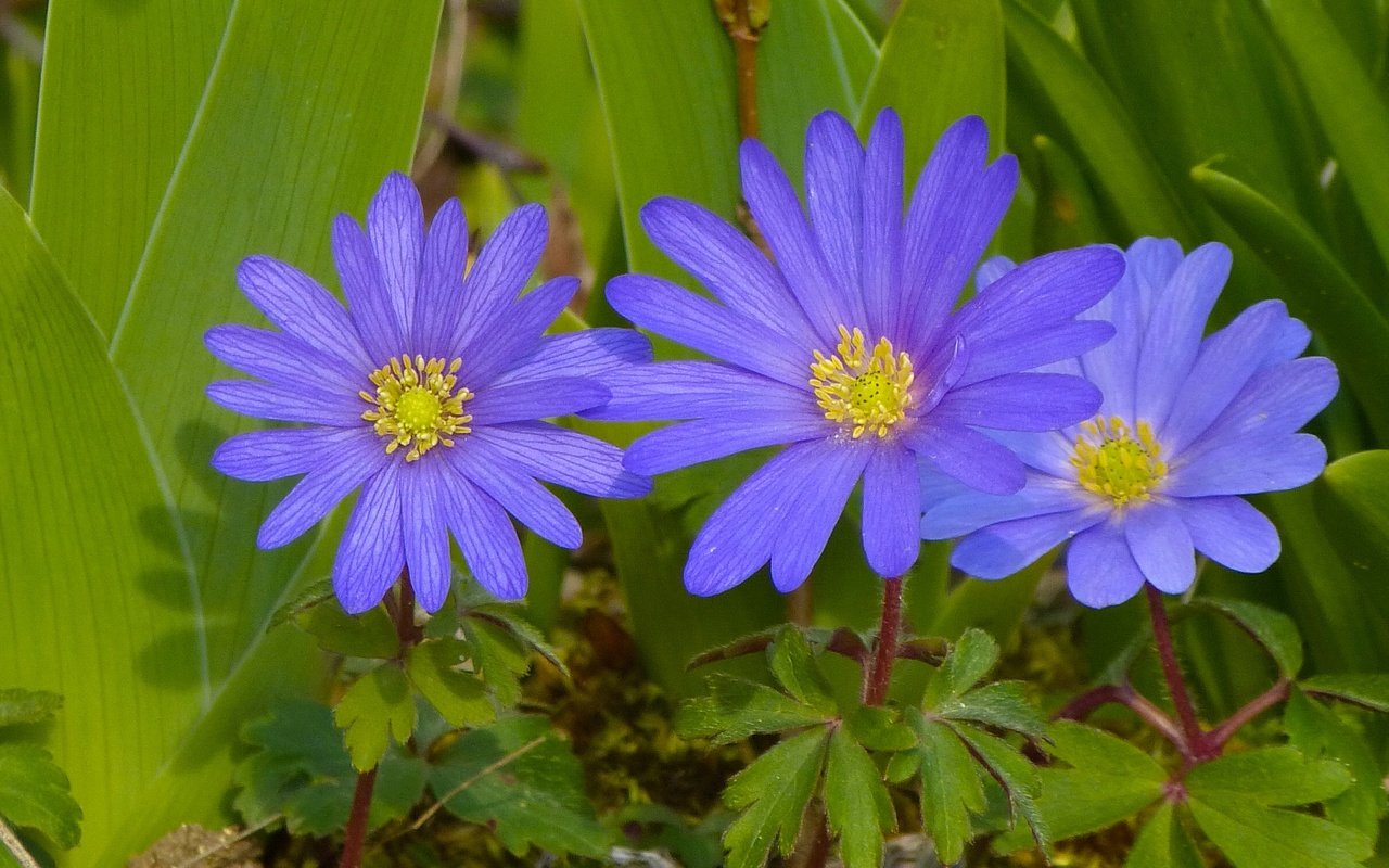 Обои цветы, листья, лепестки, ветреница, flowers, leaves, petals, anemone разрешение 2409x1606 Загрузить