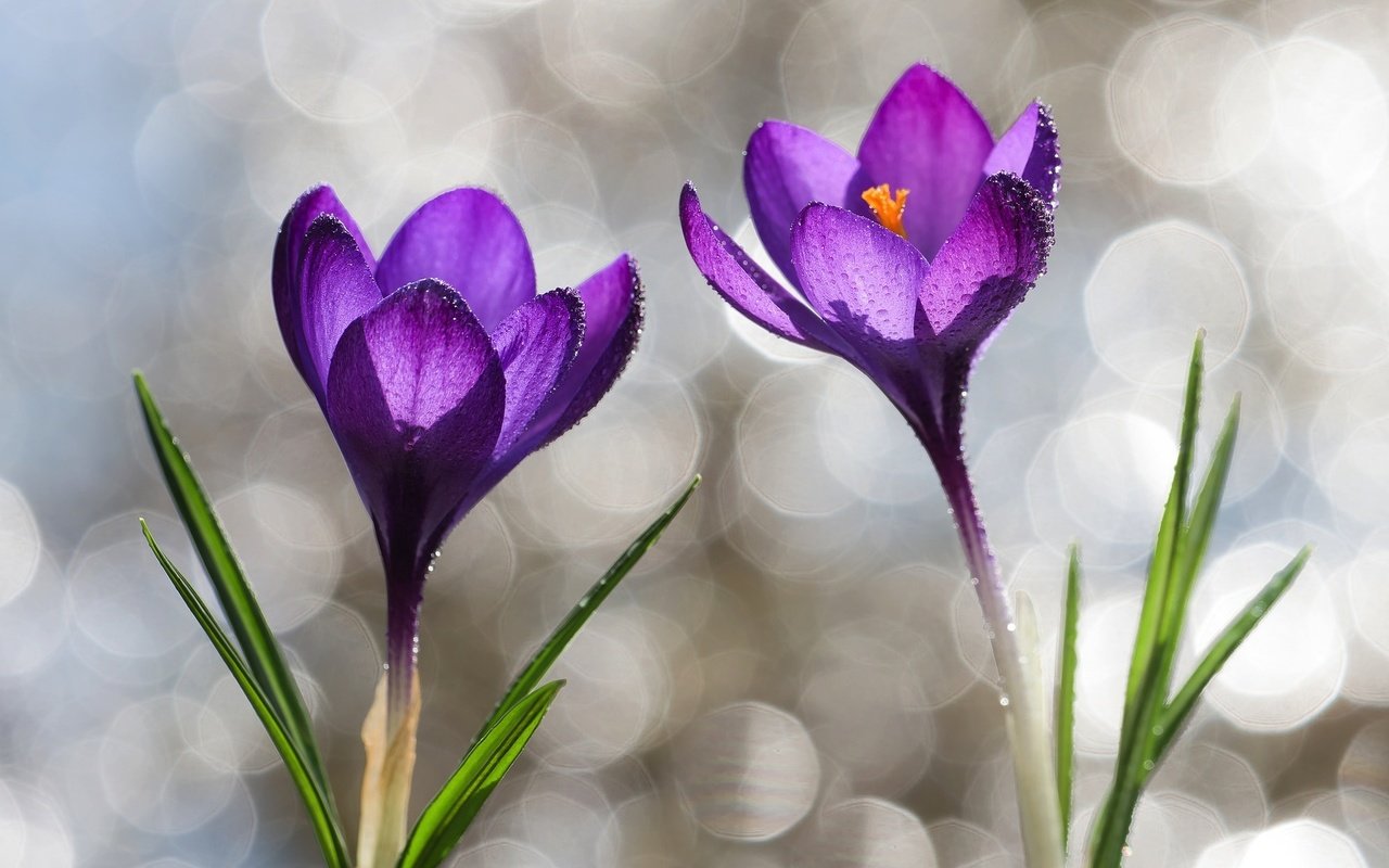 Обои капли, фиолетовый, весна, крокусы, drops, purple, spring, crocuses разрешение 2048x1250 Загрузить