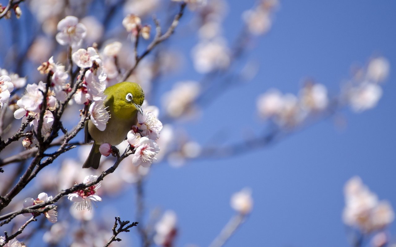 Обои дерево, птица, весна, белоглазка, tree, bird, spring, white-eyed разрешение 2048x1356 Загрузить